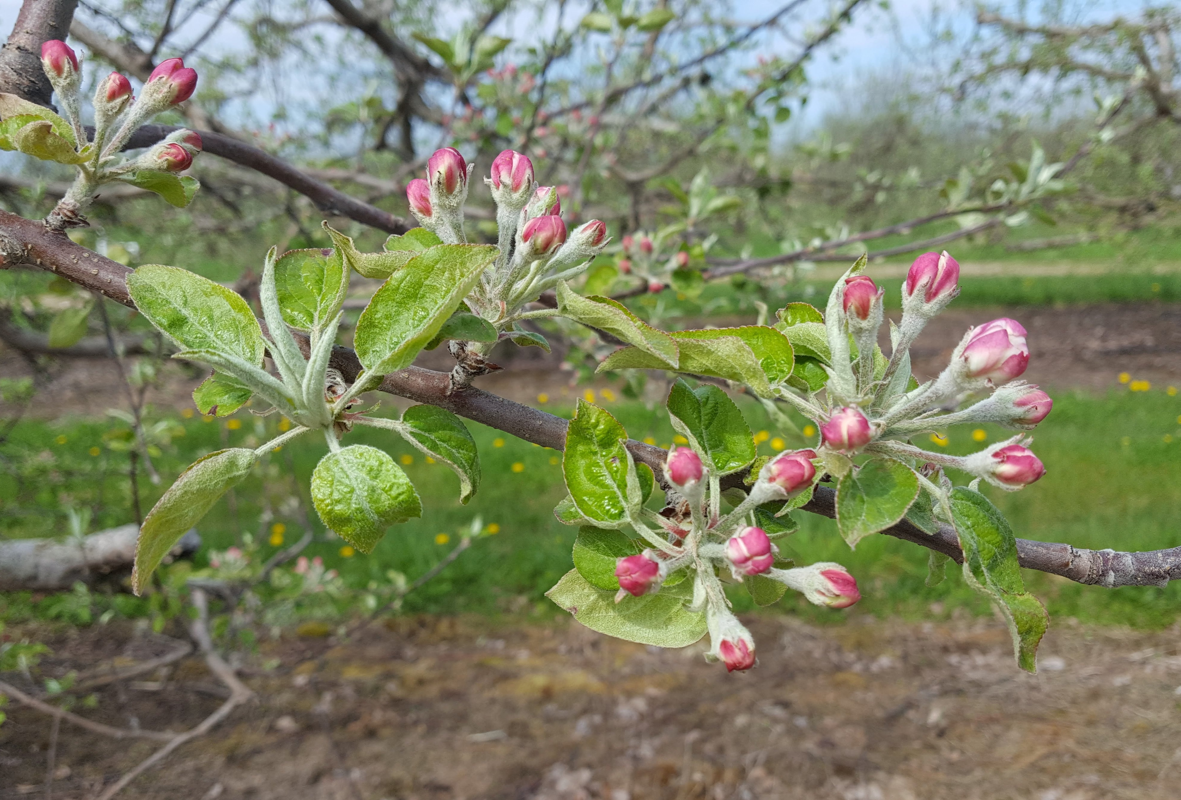 Apples are at full pink or open cluster and bloom is beginning